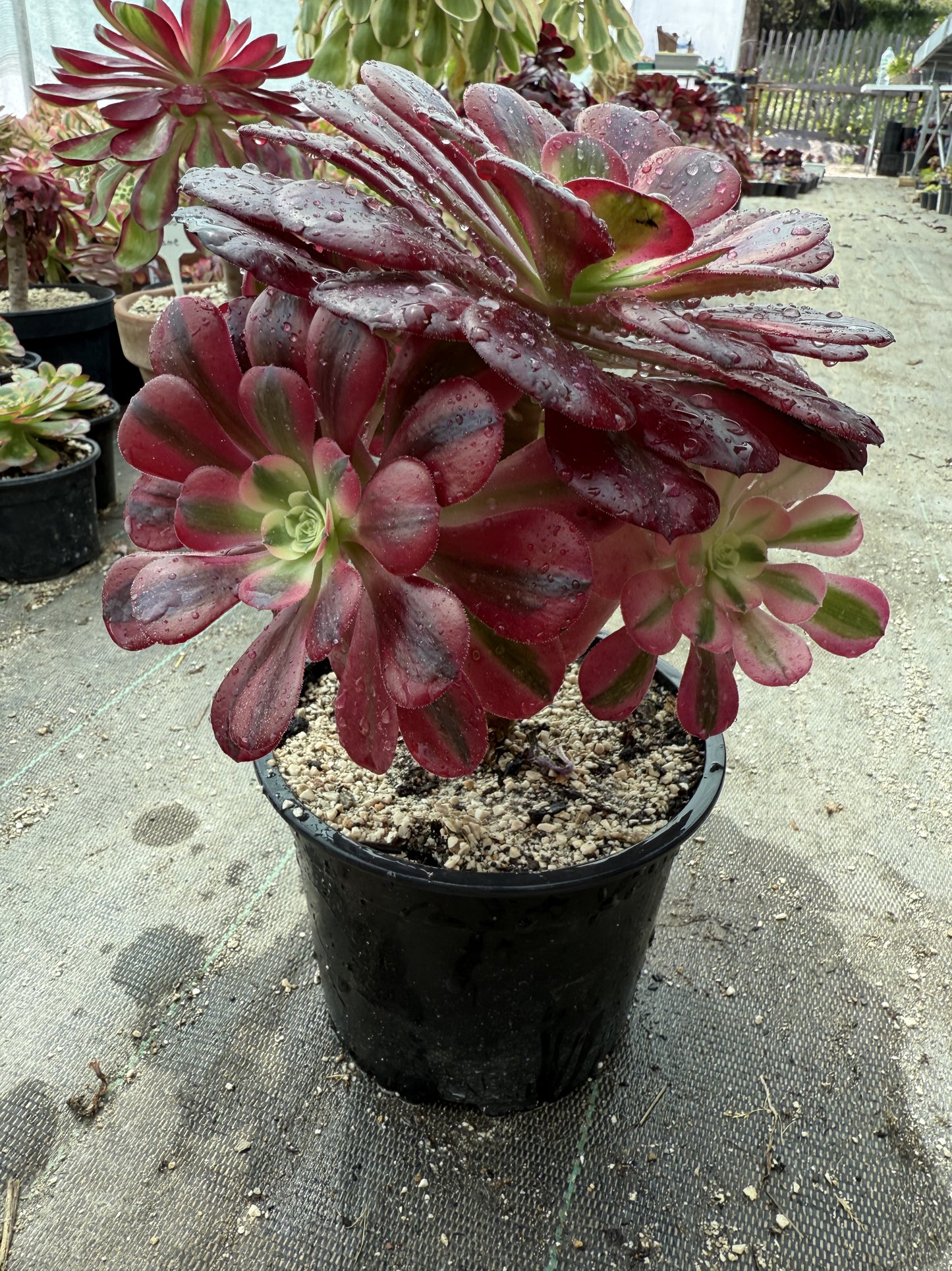Médusa 02