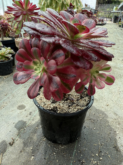 Médusa 02