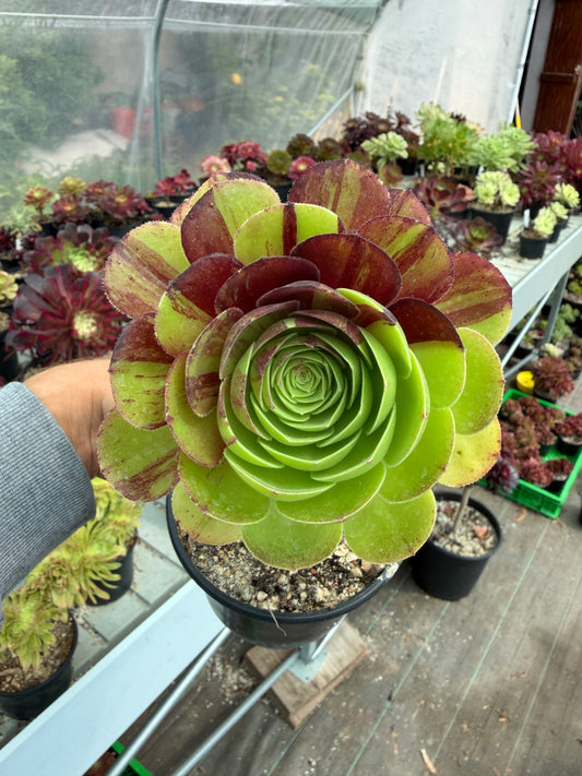 Aeonium Halloween Bigbang