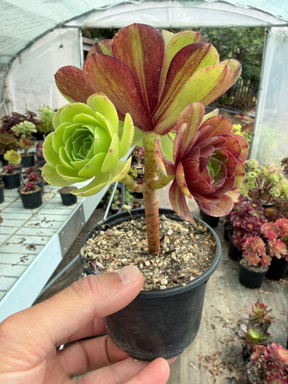 Aeonium Halloween Bigbang