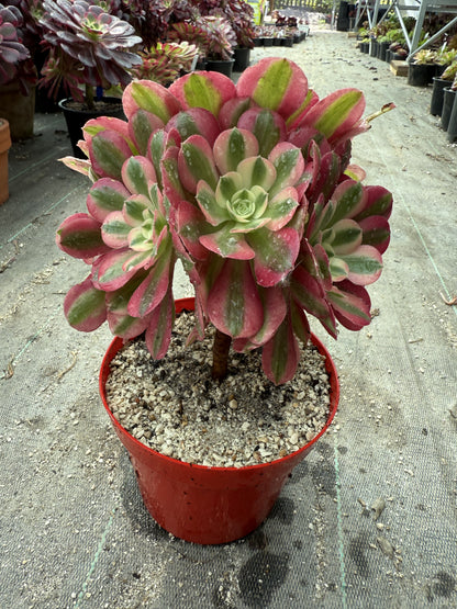 Pink witch 02