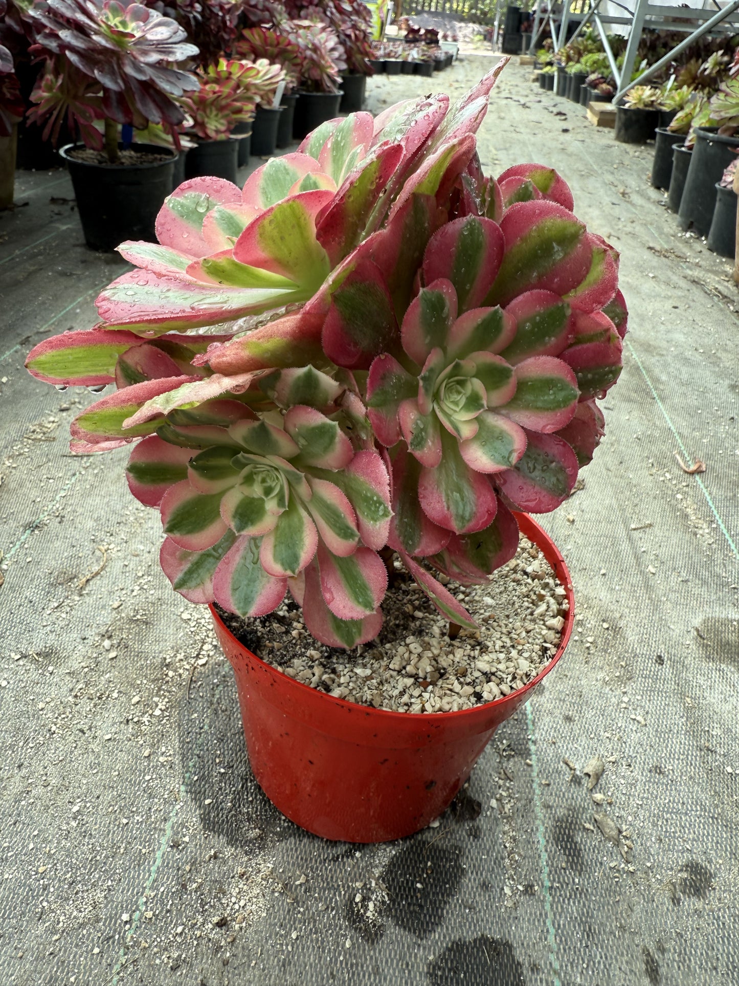 Pink witch 02