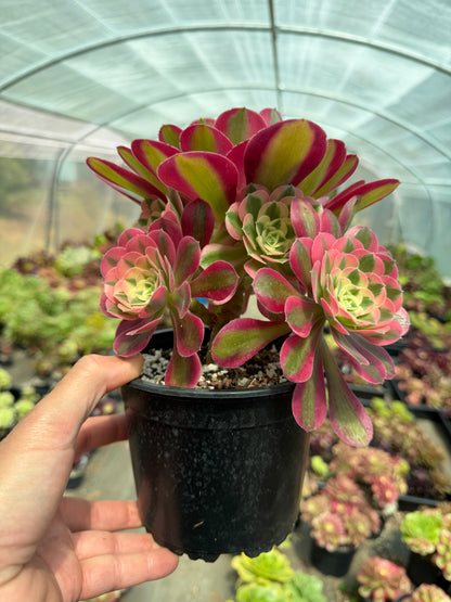 Aeonium Pink Witch 04