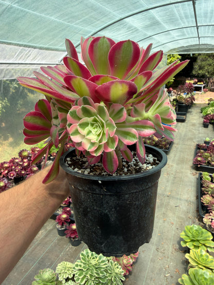 Aeonium Pink Witch 04