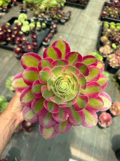 Aeonium Pink Witch 04