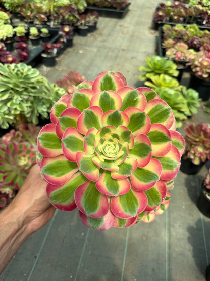 Aeonium Pink Witch 02