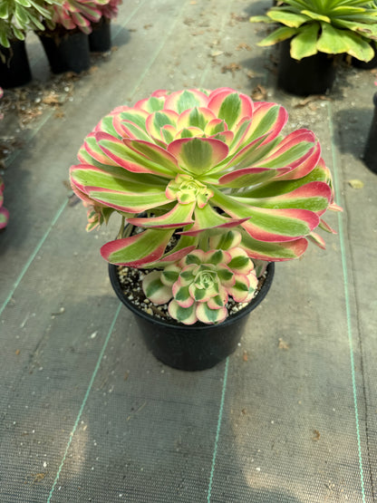 Aeonium Pink Witch 02