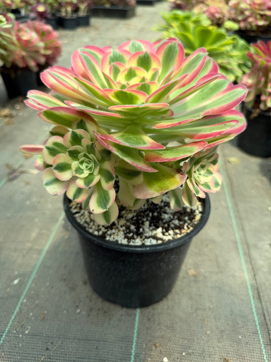 Aeonium Pink Witch 02