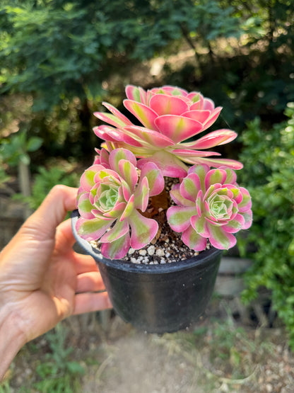 Aeonium Pink Witch 01