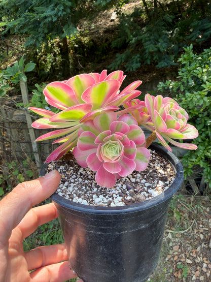 Aeonium Pink Witch 01