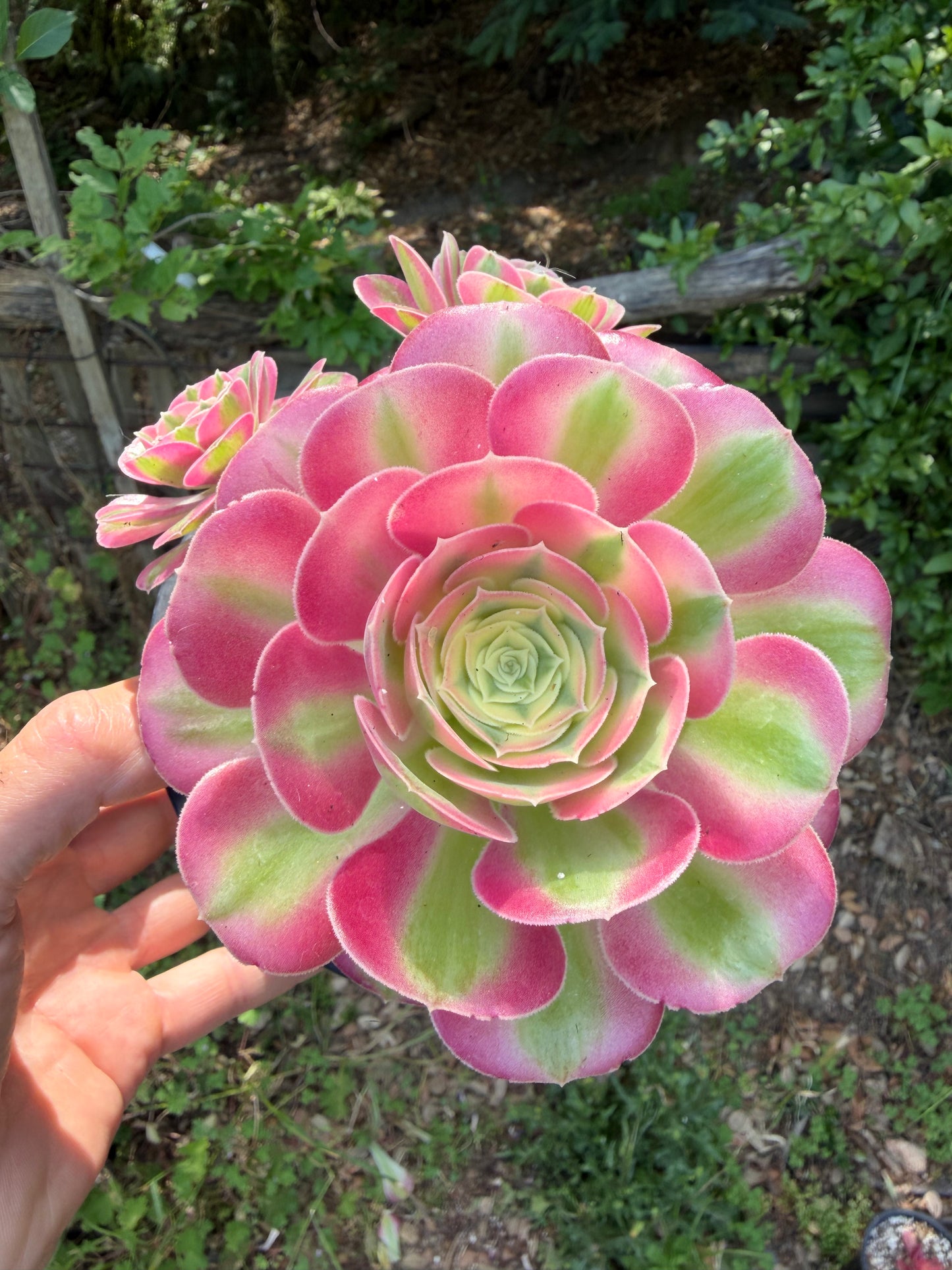 Aeonium Pink Witch 01