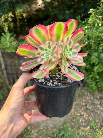 Aeonium Pink Witch 03