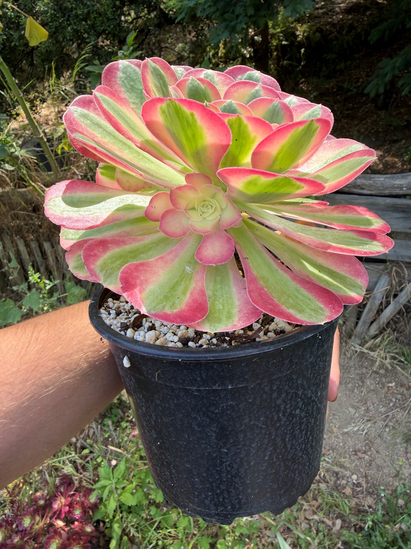 Aeonium Pink Witch 03
