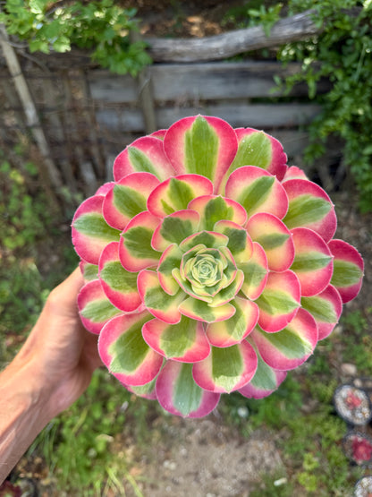 Aeonium Pink Witch 03