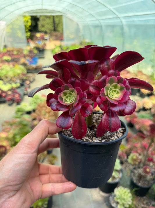 Aeonium Médusa 01