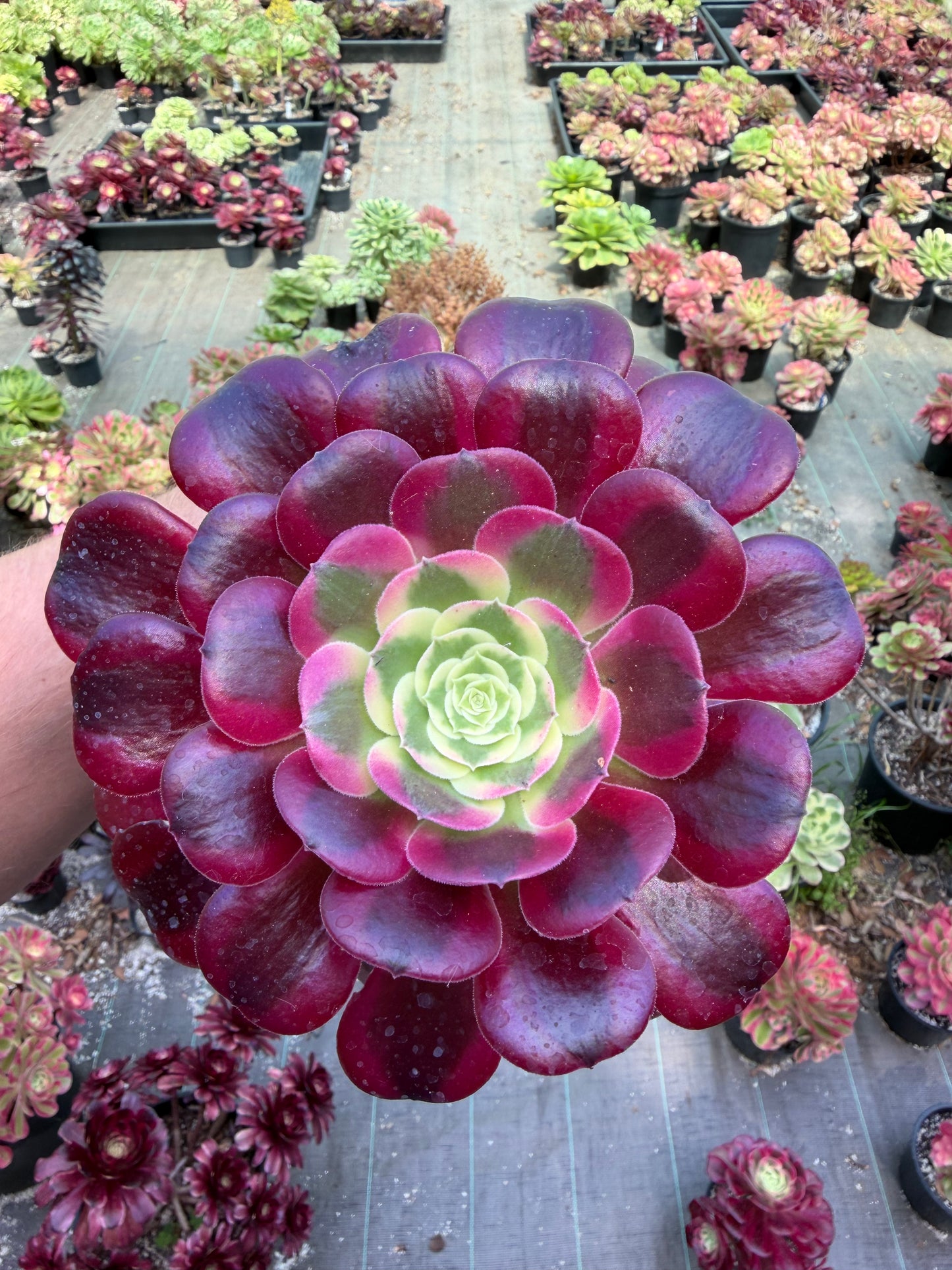 Aeonium Médusa 01