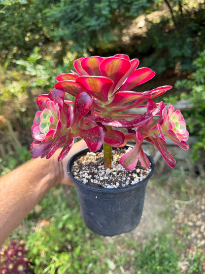 Aeonium Médusa 02