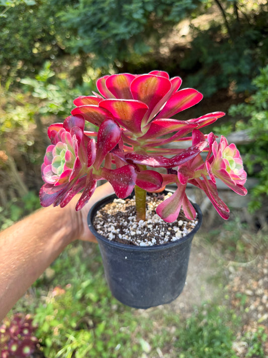 Aeonium Médusa 02