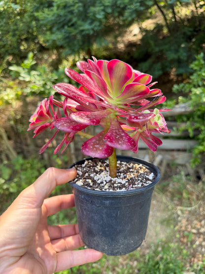 Aeonium Médusa 02
