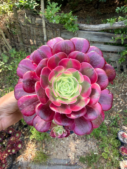 Aeonium Médusa 02