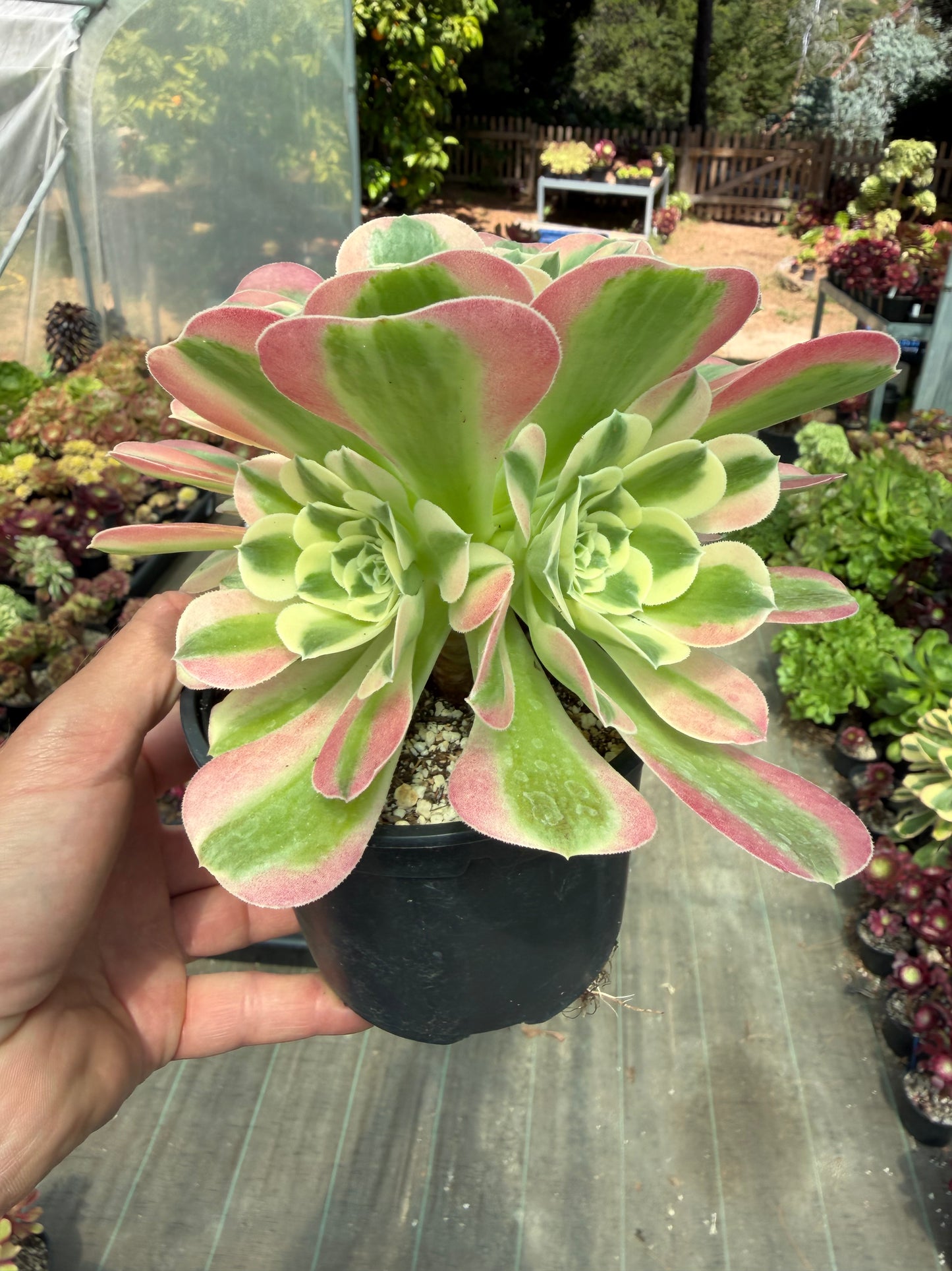 Aeonium White Phoenix