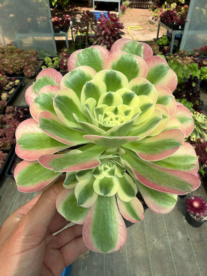 Aeonium White Phoenix
