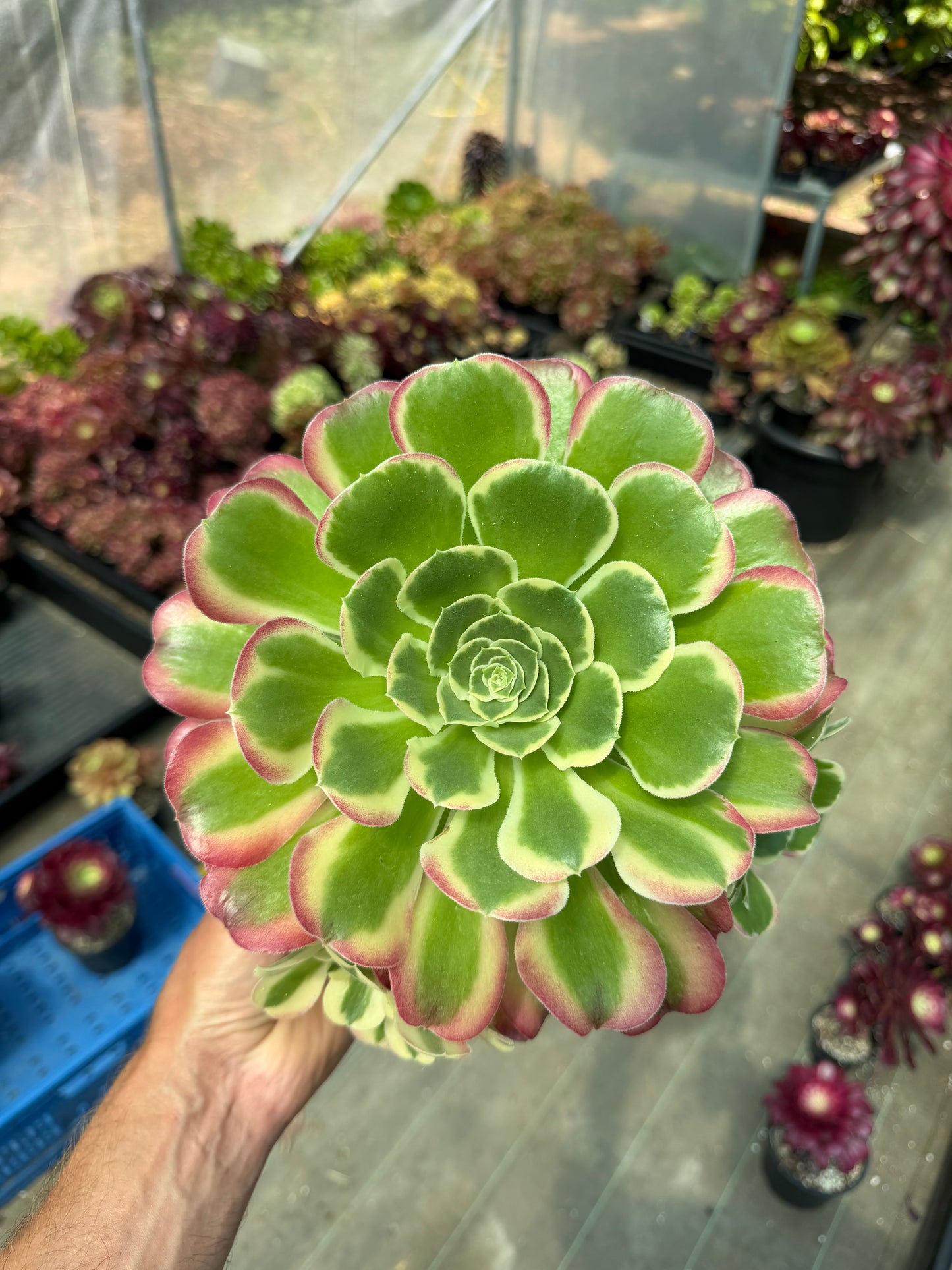 Aeonium Riverstones 01