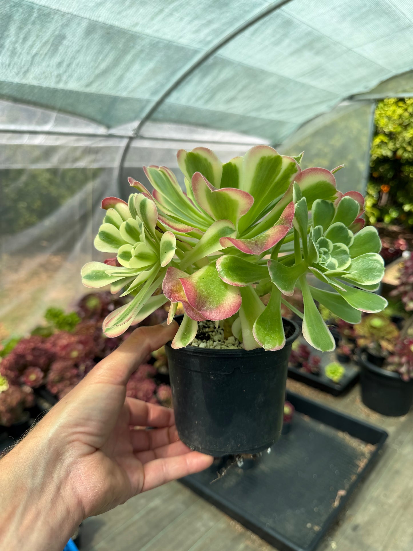 Aeonium Riverstones 01