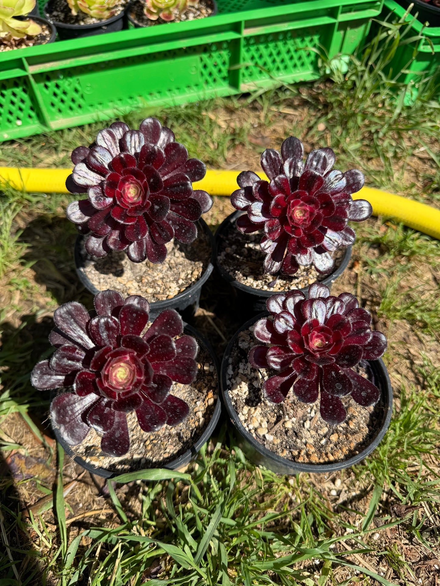 Zwartkop variegata