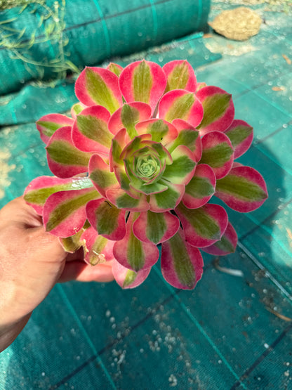 Pink Witch