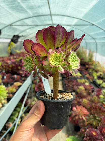 Aeonium Tian He