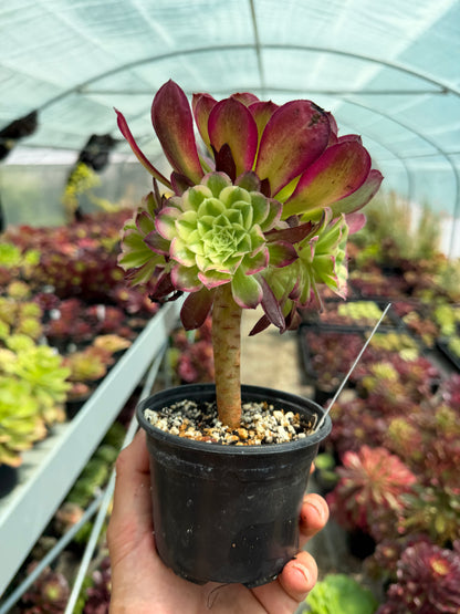 Aeonium Tian He