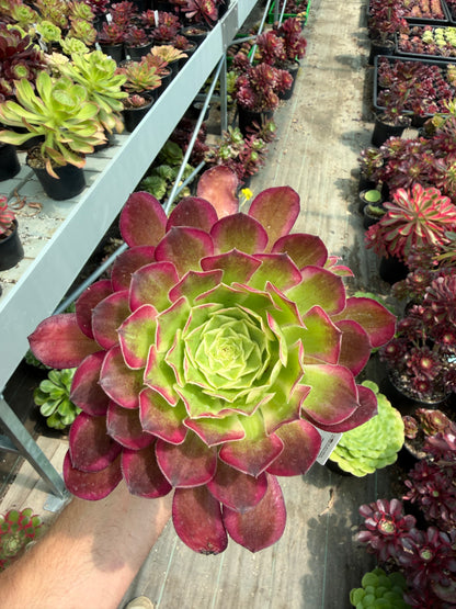 Aeonium Tian He