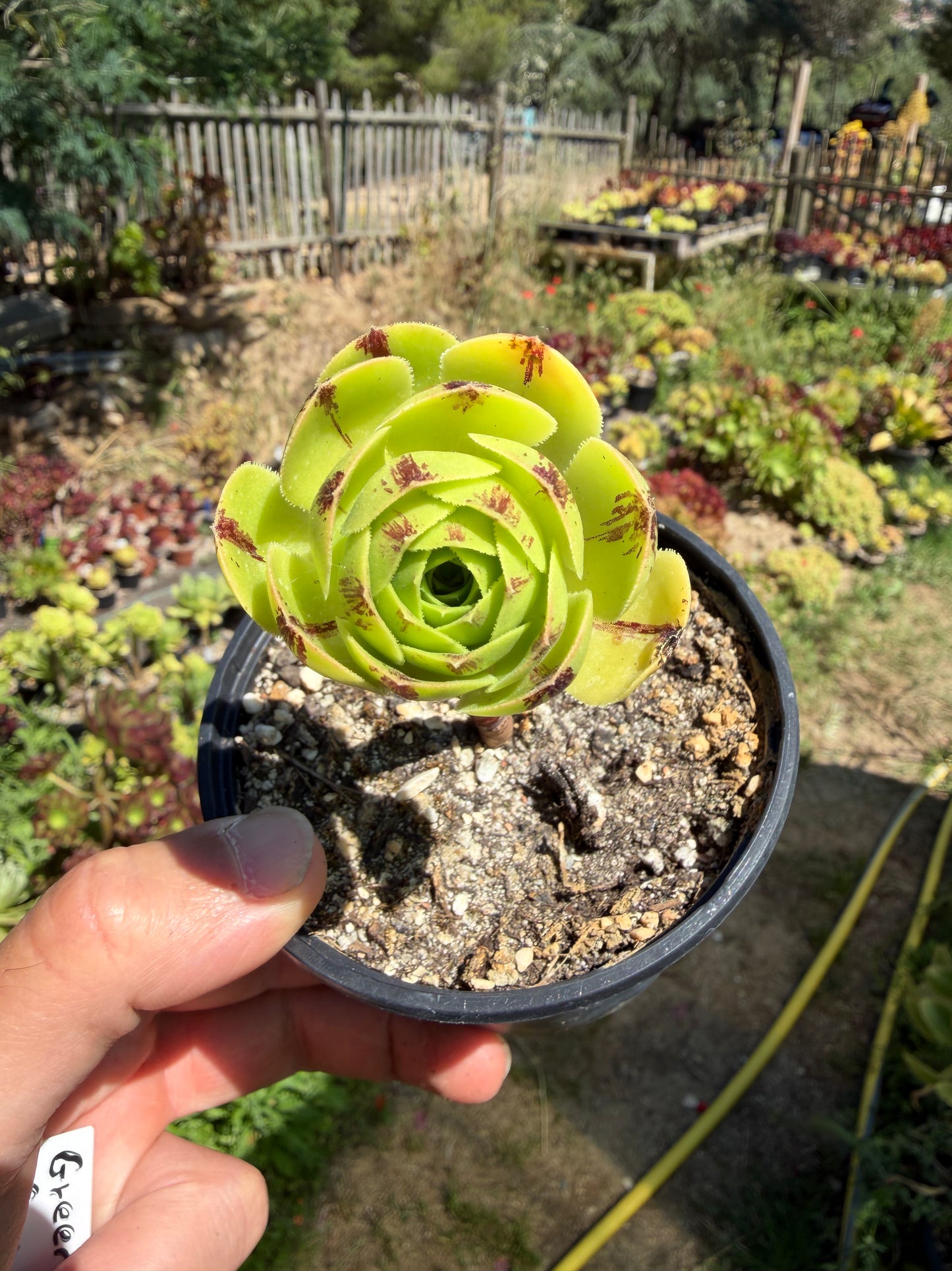 Green Fire