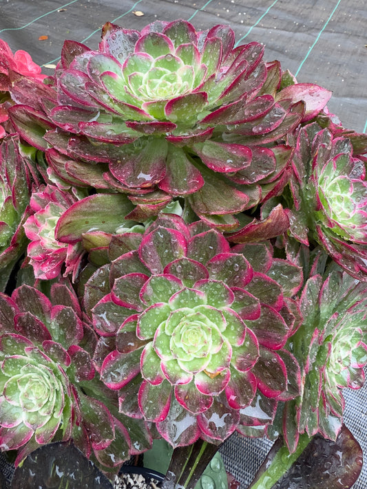 Lotus