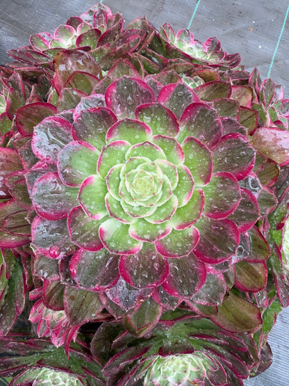 Lotus