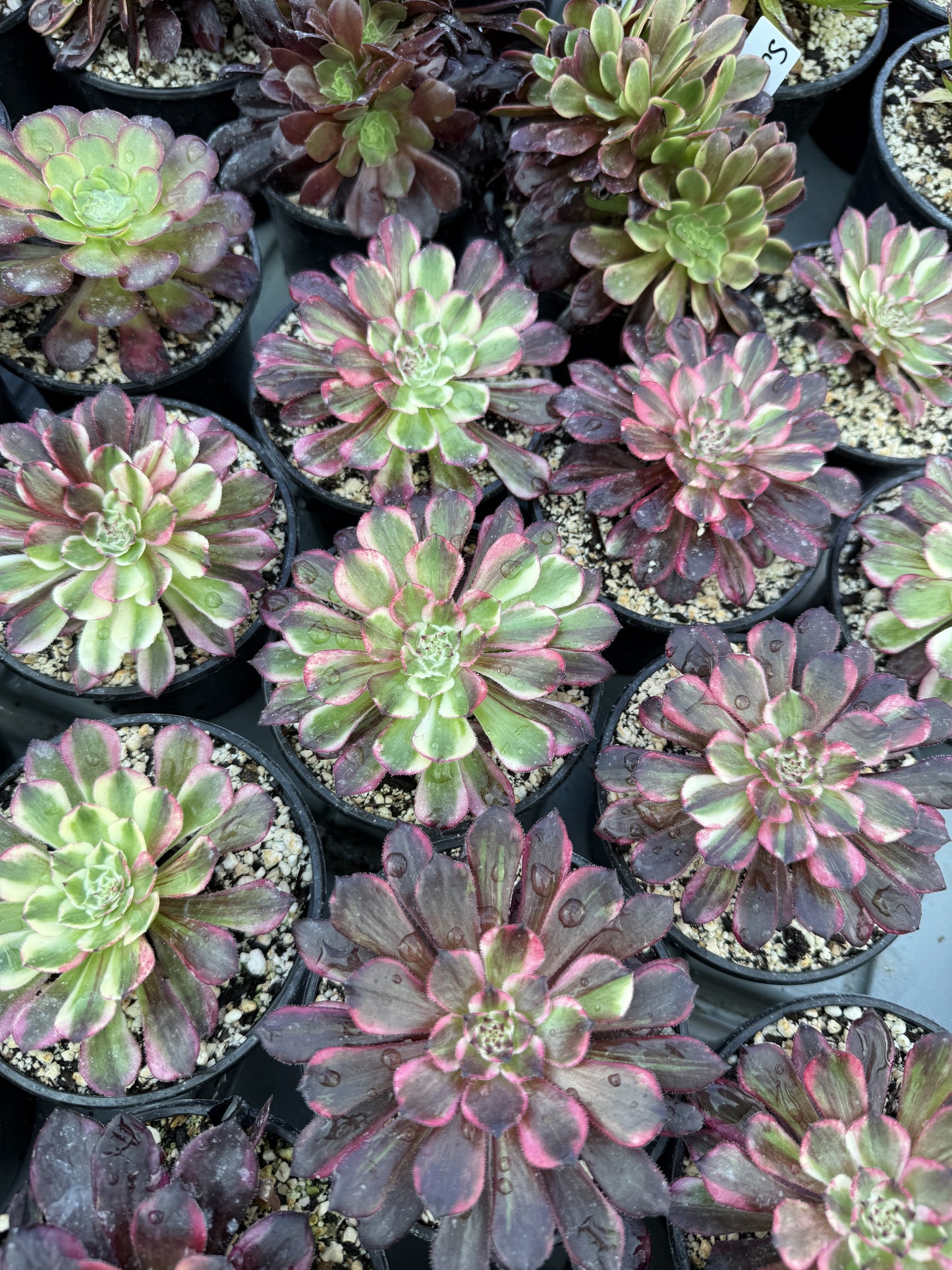 Copper Flower