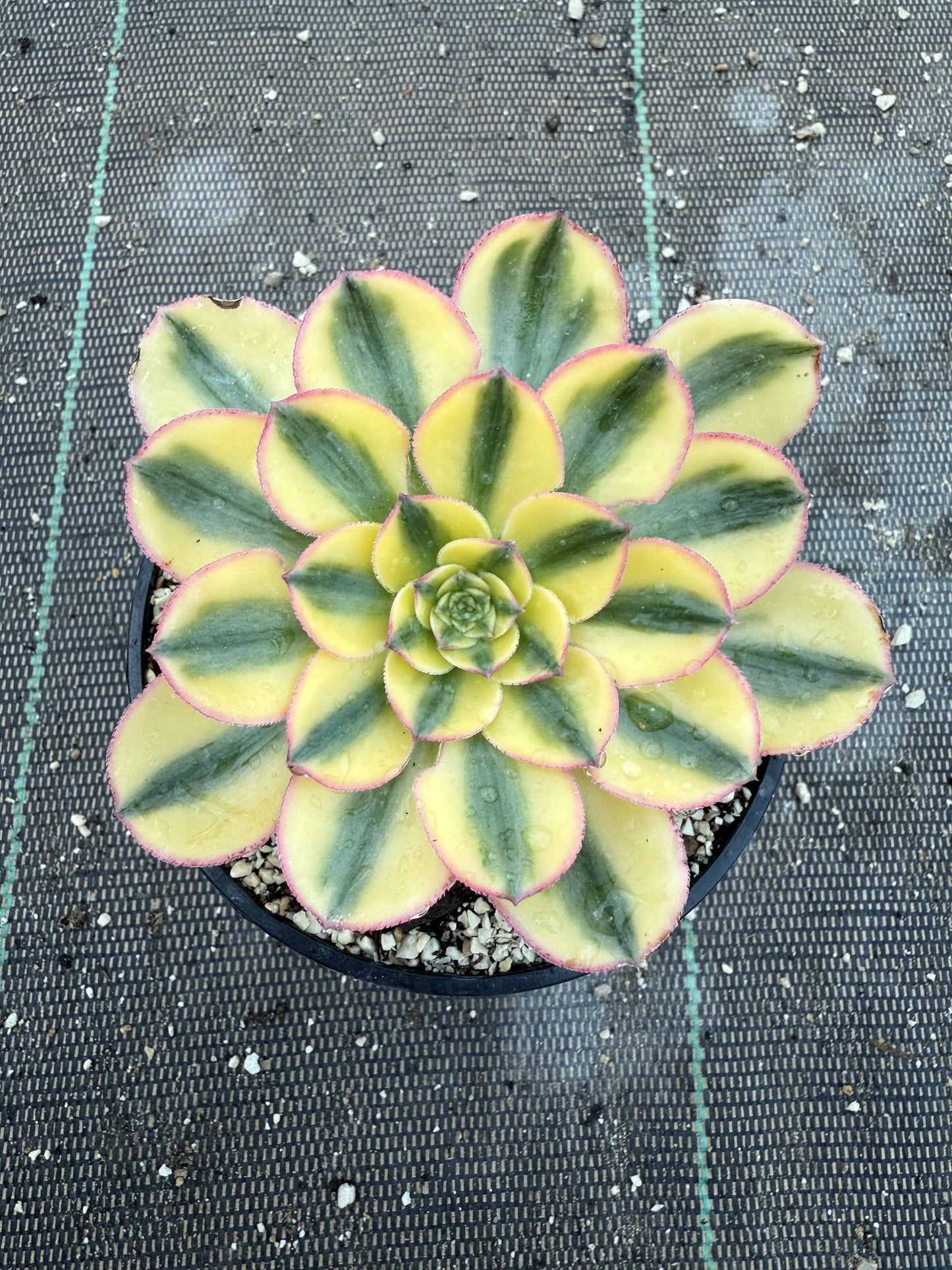 Golden Crown