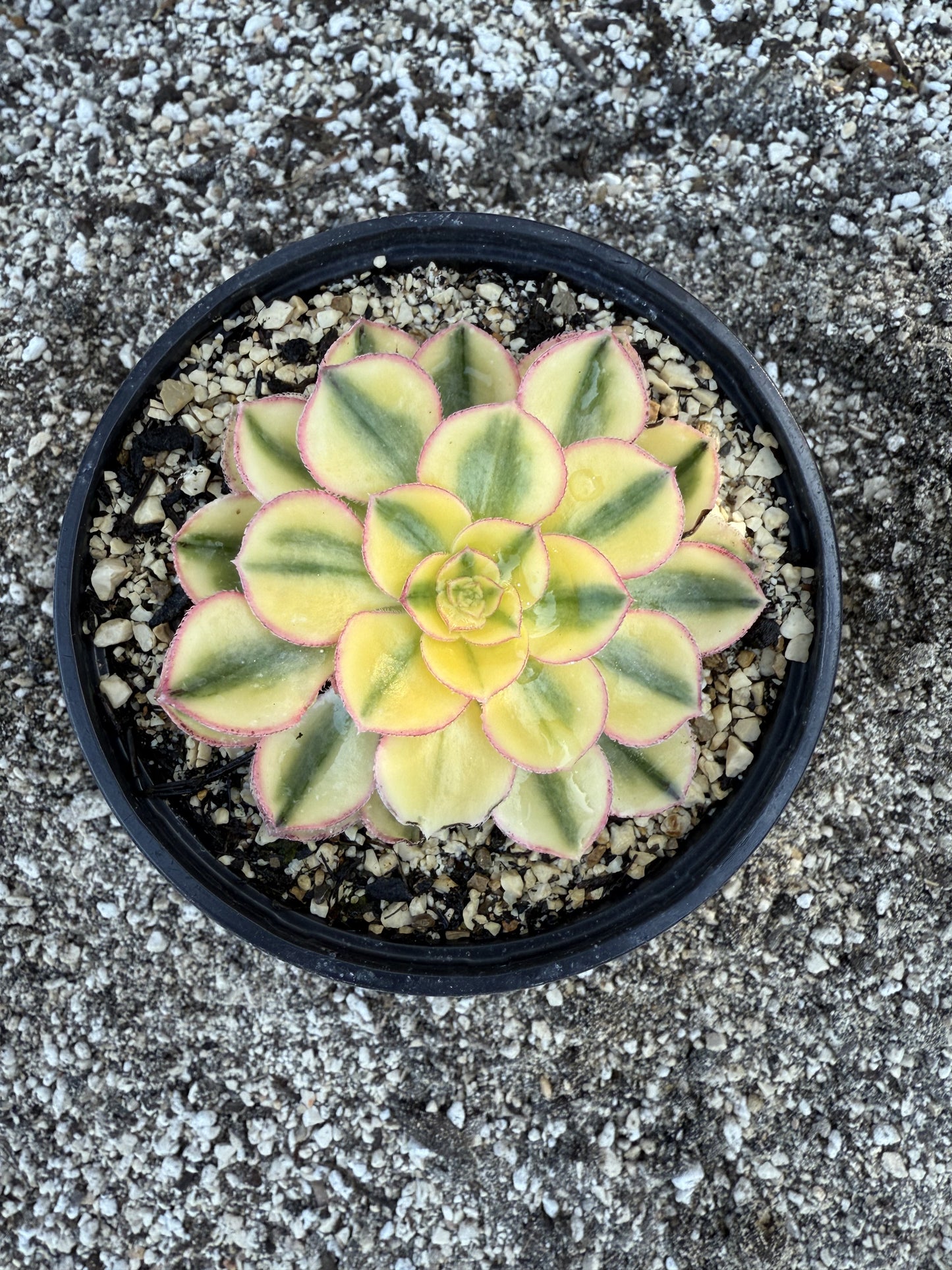 Golden Crown 00