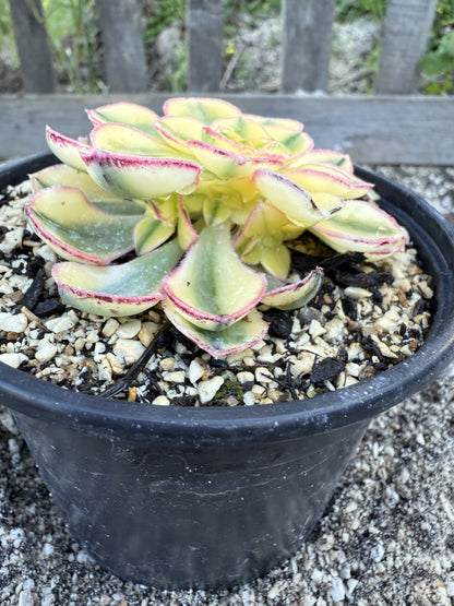 Golden Crown 00