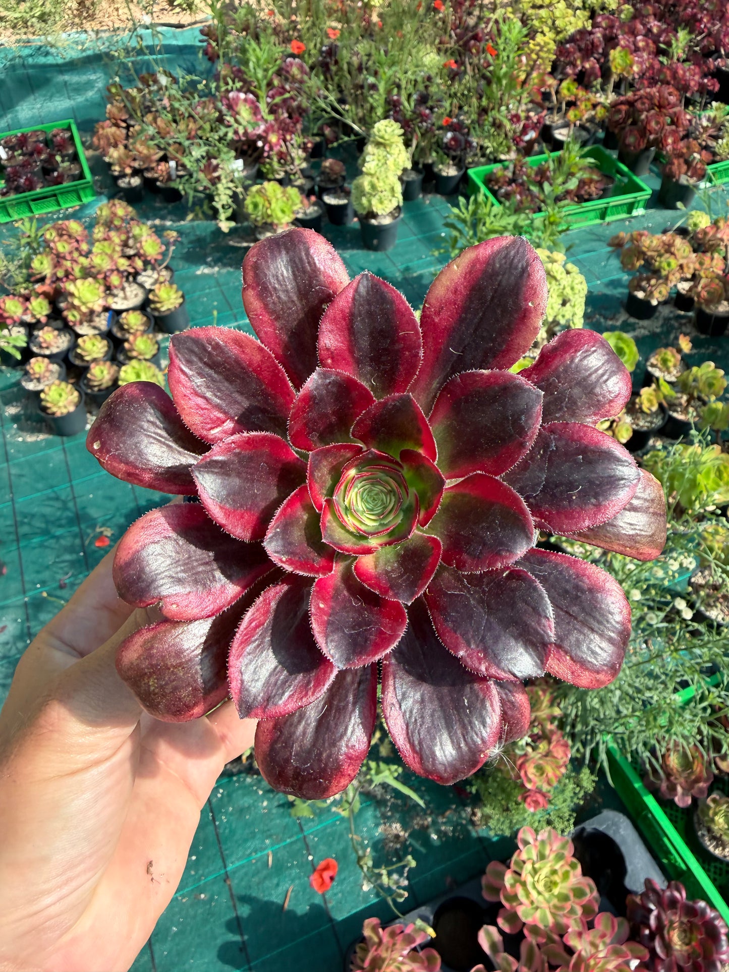Aeonium Chanel 02