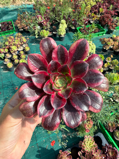 Aeonium Chanel 02