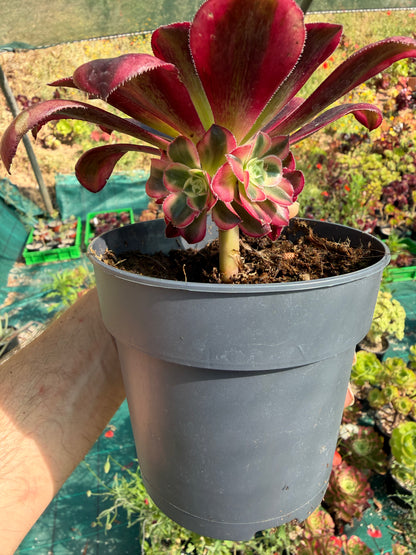 Aeonium Chanel 02