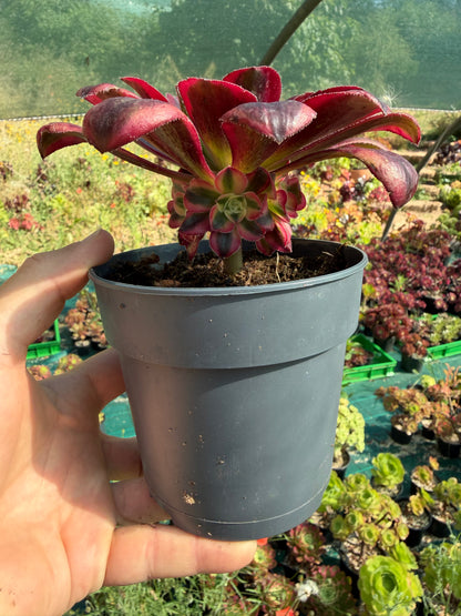 Aeonium Chanel 02