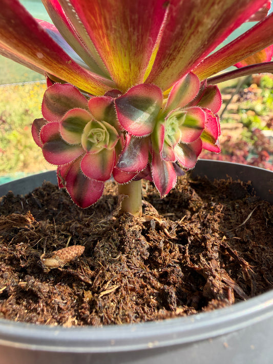 Aeonium Chanel 02