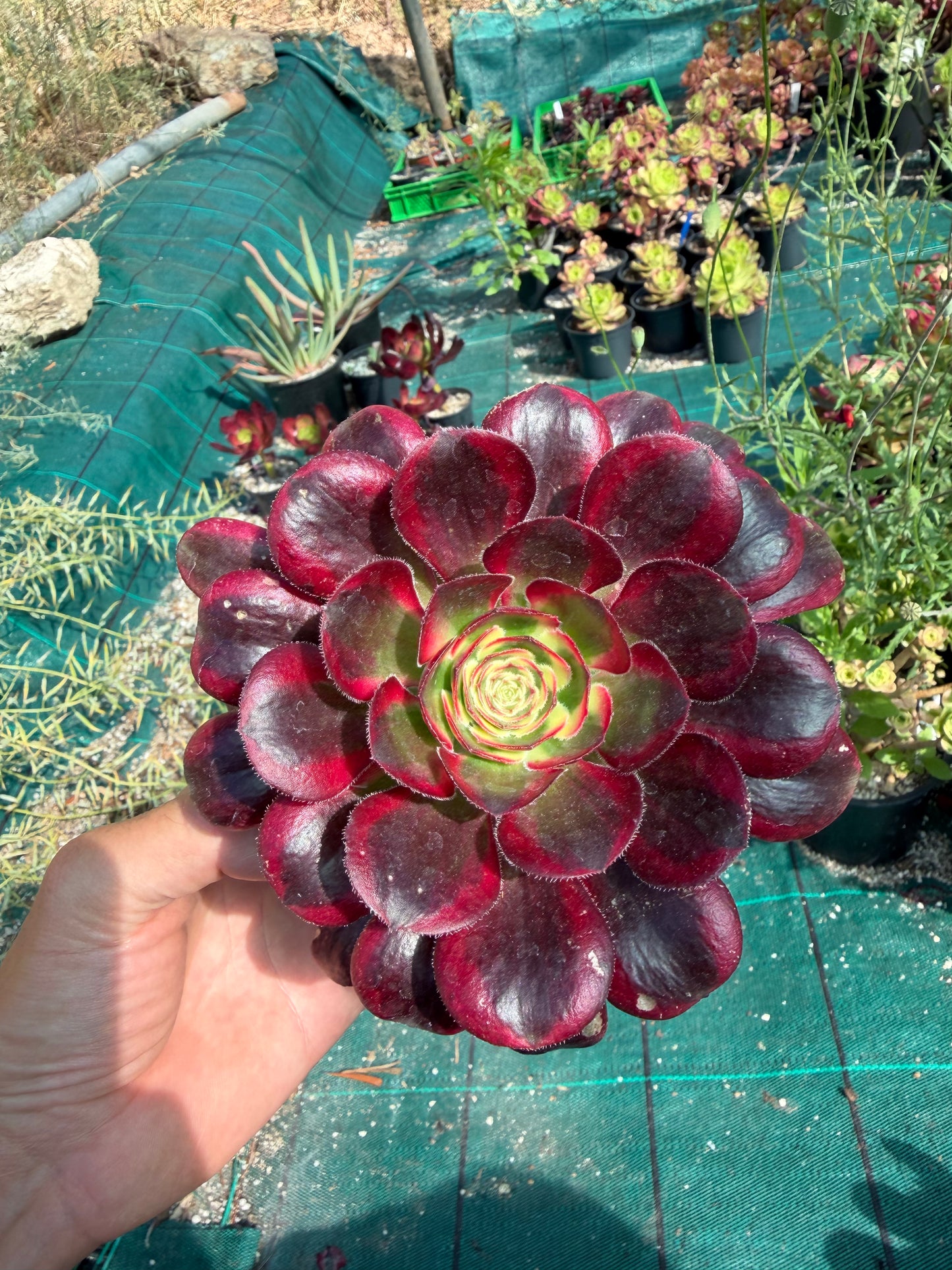 Aeonium Chanel 01