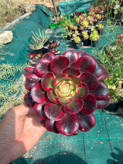 Aeonium Chanel 01