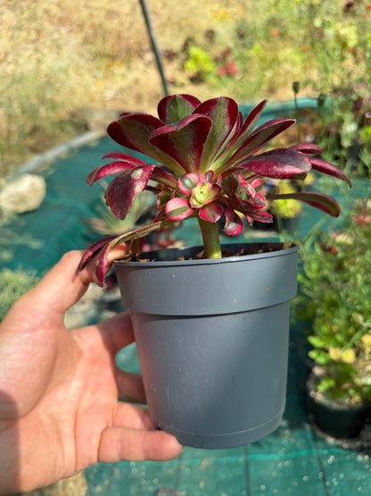 Aeonium Chanel 01