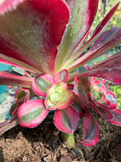 Aeonium Chanel 01