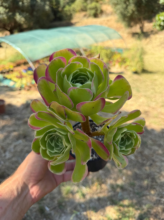 Aeonium Riverstones 02